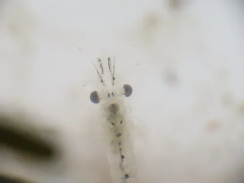 Mysis stenolepis