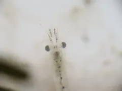 Mysis stenolepis thumbnail 1