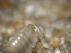 Northern Big-eyed Sandhopper thumbnail 3