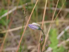 Leptopterna amoena thumbnail 1