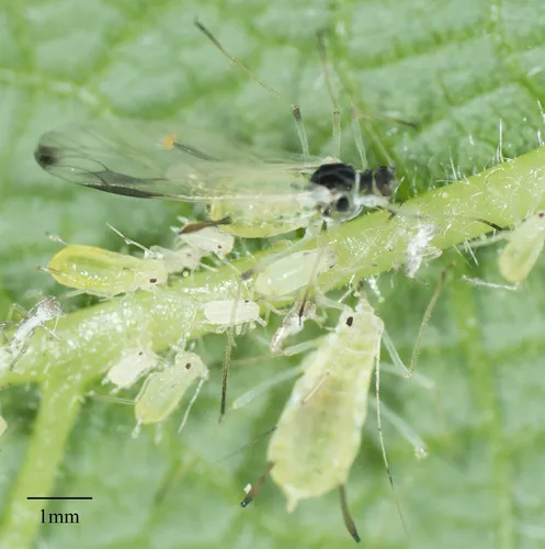 Green-striped Thimbleberry Aphid