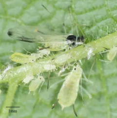 Green-striped Thimbleberry Aphid thumbnail 1