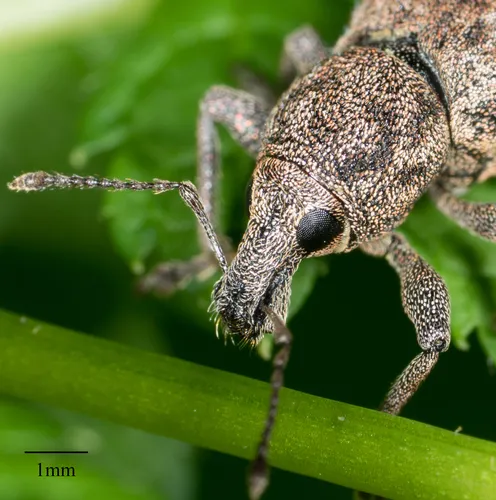Dyslobus granicollis