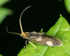 Epimartyria bimaculella thumbnail 1