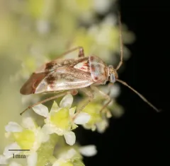 Nonlygus nubilatus thumbnail 1