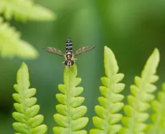 Black-striped Globetail thumbnail 2