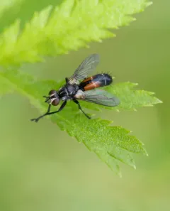 Cylindromyia interrupta thumbnail 3