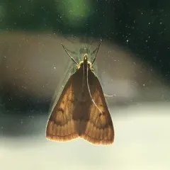 Garden Webworm Moth thumbnail 2