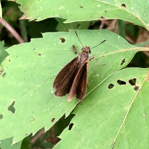 Dukes' Skipper