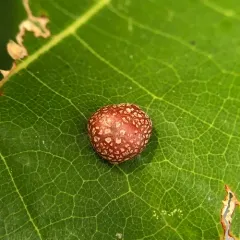 Oak Leaf Gall Midge thumbnail 2
