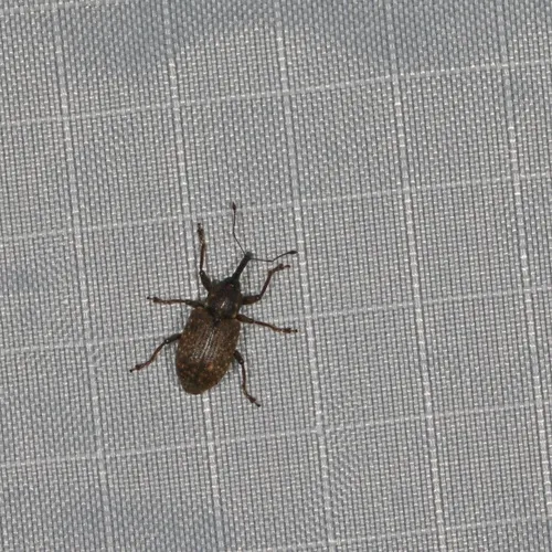 Pale-spotted gray weevil
