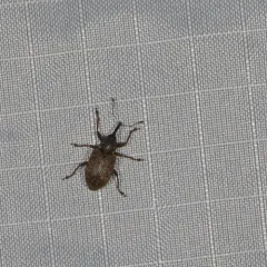 Pale-spotted gray weevil thumbnail 1