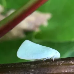 Northern Flatid Planthopper thumbnail 4