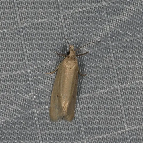 Aethes spartinana