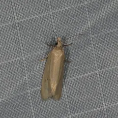 Aethes spartinana thumbnail 1