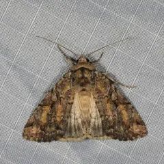 Dappled Dart thumbnail 3