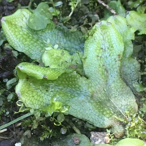 Great Scented Liverwort
