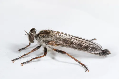 Neomochtherus piceus