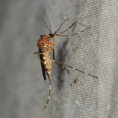 Woodland Pool Mosquito