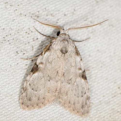 Coastal Plain Meganola Moth
