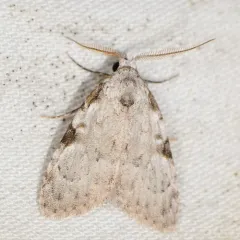 Coastal Plain Meganola Moth thumbnail 1