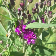 Missouri Ironweed thumbnail 3