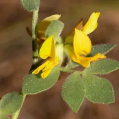 Sierra Lotus thumbnail 2