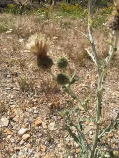 Gray Thistle thumbnail 3