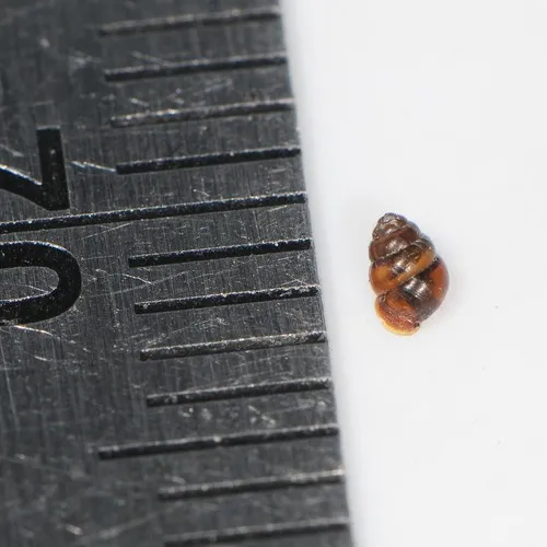 Grassland Whorl Snail