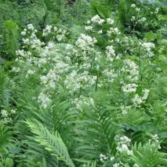 tall meadow-rue thumbnail 2