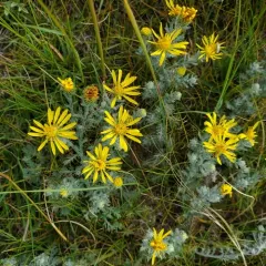 Spiny goldenweed