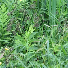 Panicled Bulrush thumbnail 4