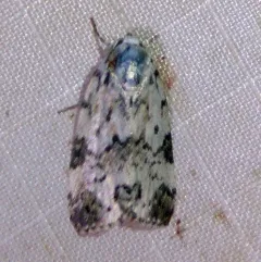 Hebrew Moth thumbnail 2