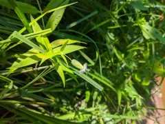 Snowy Campion thumbnail 2
