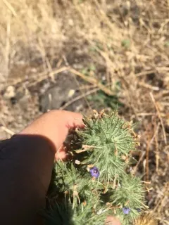 downy pincushionplant thumbnail 4