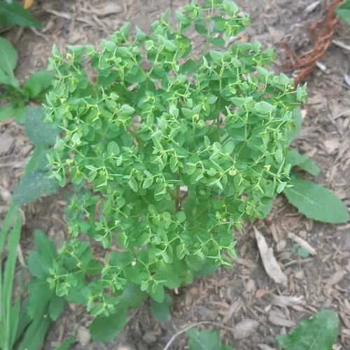Petty Spurge