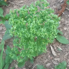 Petty Spurge thumbnail 1