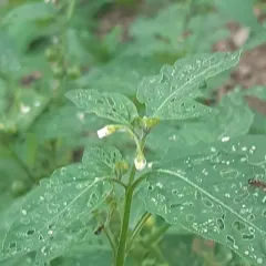 eastern black nightshade thumbnail 3
