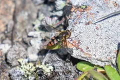 Yellow-tailed Aphideater thumbnail 2