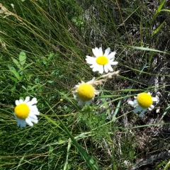 scentless mayweed thumbnail 3