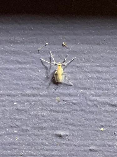 Haplusia rubra