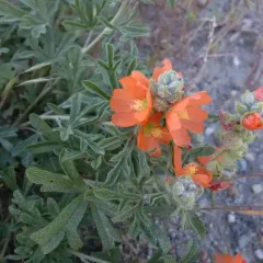Scarlet Globemallow thumbnail 2
