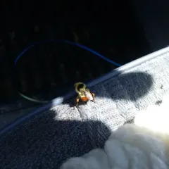 Great Basin Bumble Bee thumbnail 2