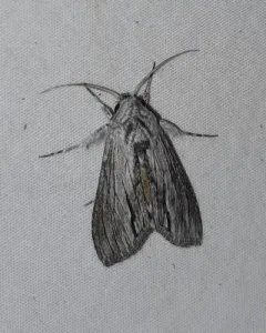 Cucullia eulepis thumbnail 4