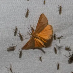 Orange Virbia Moth thumbnail 4