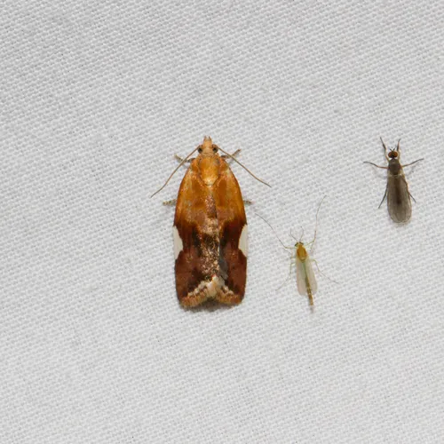 White Triangle Tortrix
