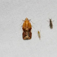 White Triangle Tortrix thumbnail 1