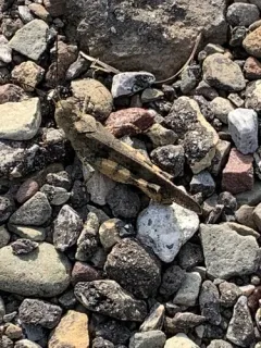 Ledge Grasshopper thumbnail 3