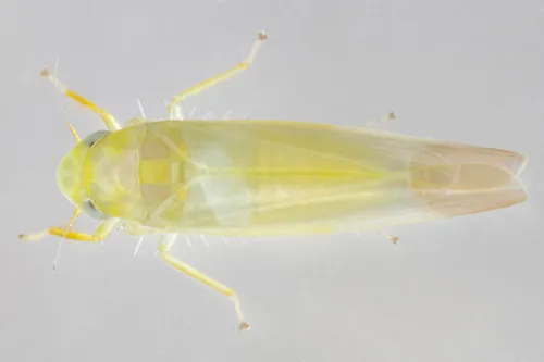 Typhlocyba cassiopeia