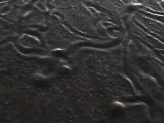 Proboscinotus loquax thumbnail 4